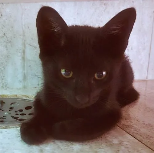 Gato ra a SRD-ViraLata idade 2 a 6 meses nome LEOZINHA BLACK