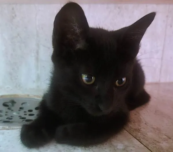 Gato ra a SRD-ViraLata idade 2 a 6 meses nome LEOZINHA BLACK