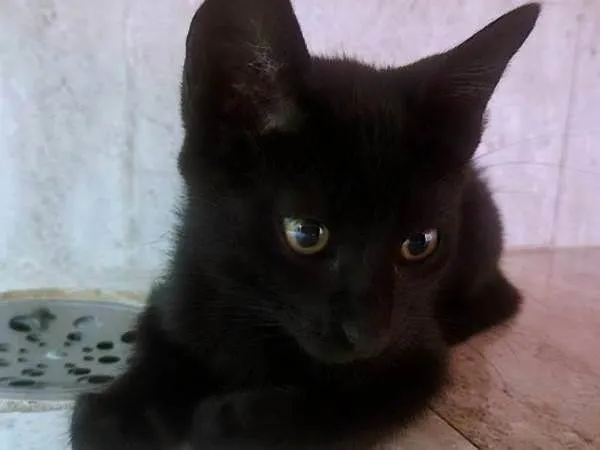 Gato ra a SRD-ViraLata idade 2 a 6 meses nome LEOZINHA BLACK