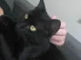Gata Fêmea