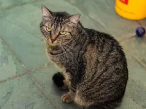 Gato raça SRD idade 2 anos nome Manuelita