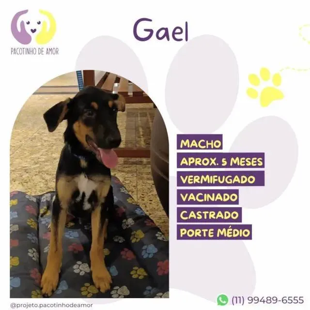 Cachorro ra a SRD-ViraLata idade 2 a 6 meses nome Gael