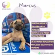 Marcus