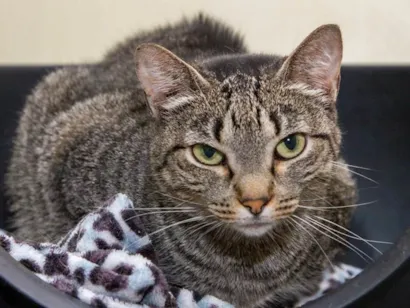 Gato raça SRD-ViraLata idade 5 anos nome Anne