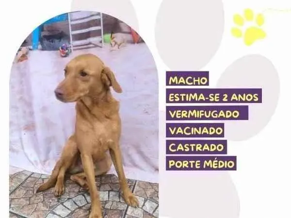 Cachorro ra a SRD-ViraLata idade 2 anos nome Príncipe 