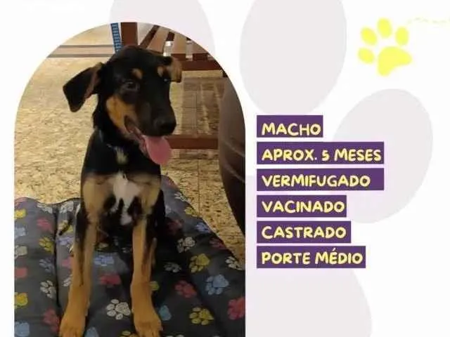 Cachorro ra a SRD-ViraLata idade 2 a 6 meses nome Gael