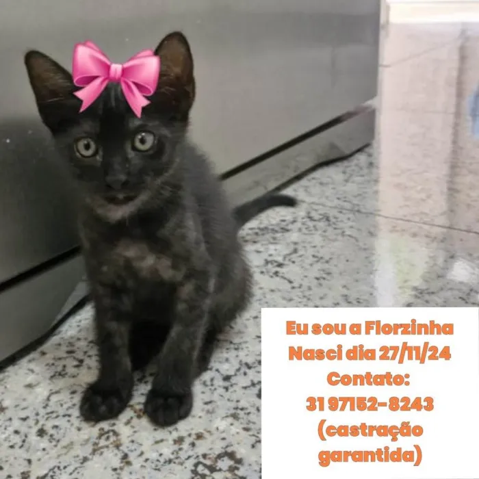 Gato ra a SRD-ViraLata idade 2 a 6 meses nome Florzinha