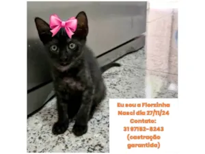 Gato raça SRD-ViraLata idade 2 a 6 meses nome Florzinha