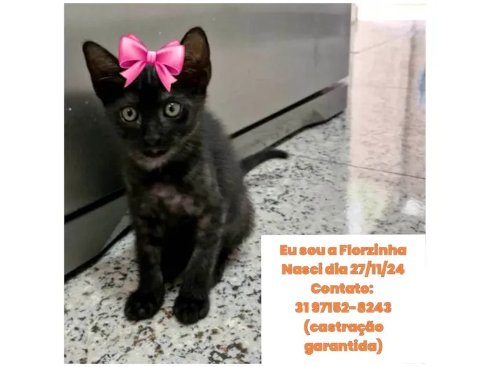 Gato ra a SRD-ViraLata idade 2 a 6 meses nome Florzinha