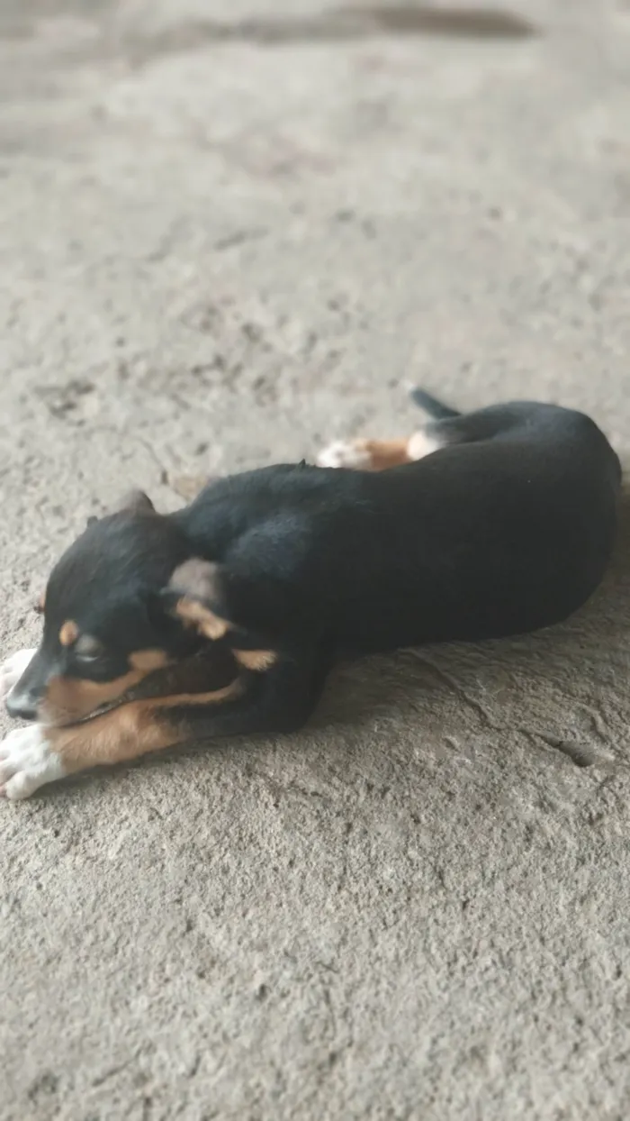 Cachorro ra a SRD-ViraLata idade 2 a 6 meses nome Lua