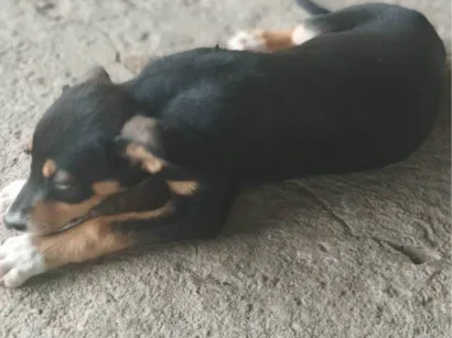 Cachorro raça SRD-ViraLata idade 2 a 6 meses nome Lua