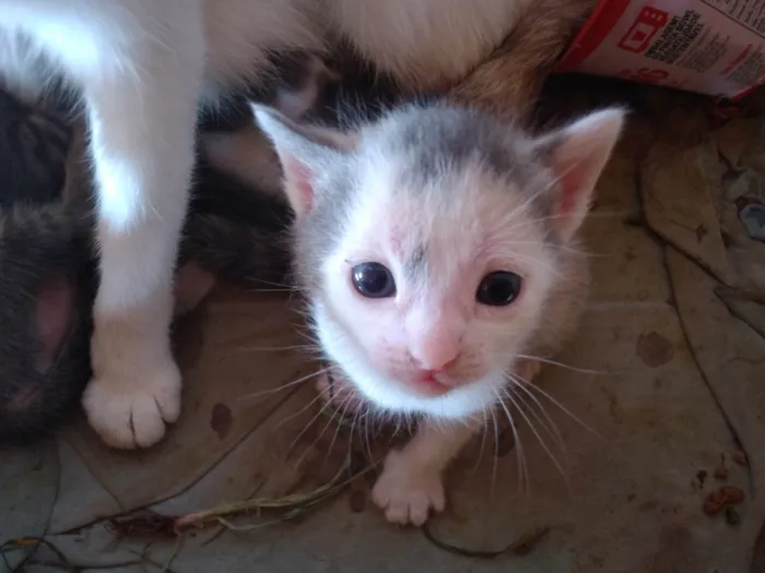 Gato ra a Angorá idade 2 a 6 meses nome Melzinha 