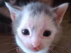 Gato raça Angorá idade 2 a 6 meses nome Melzinha 