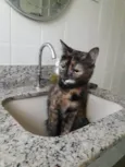 Gatinho