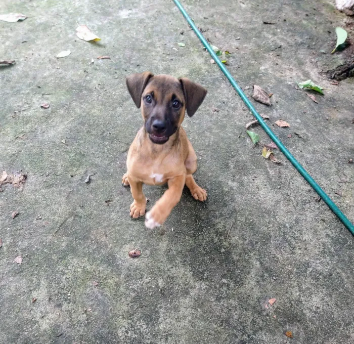 Cachorro ra a SRD-ViraLata idade 2 a 6 meses nome Ainda não tem nome