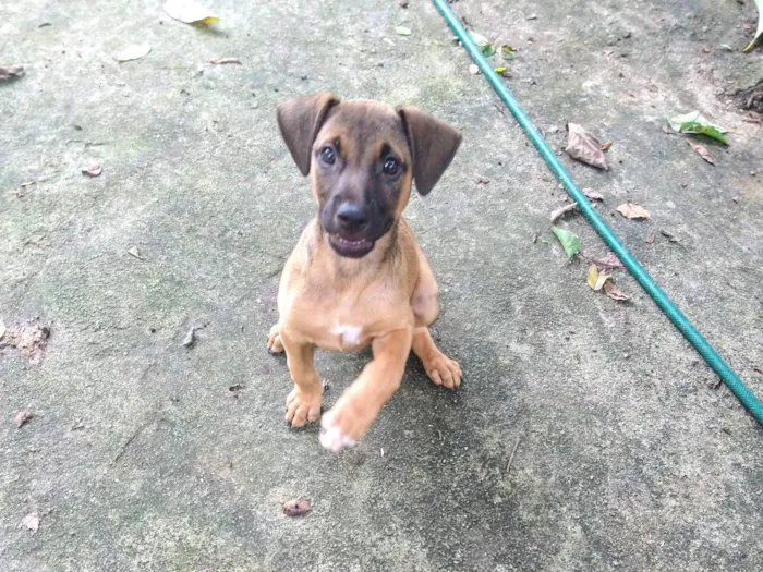 Cachorro ra a SRD-ViraLata idade 2 a 6 meses nome Ainda não tem nome