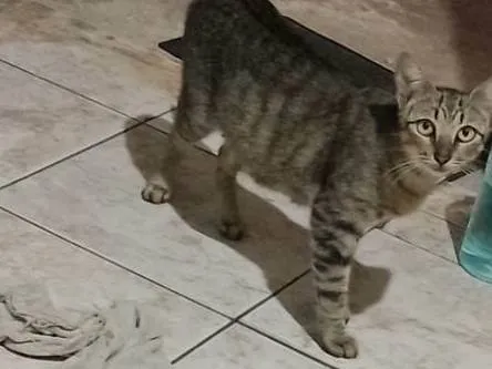 Gato ra a SRD-ViraLata idade 1 ano nome Bel e Bela