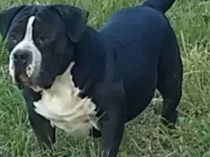 Cachorro raça Bulldog idade 5 anos nome Will