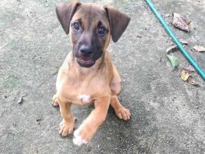 Cachorro ra a SRD-ViraLata idade 2 a 6 meses nome Ainda não tem nome