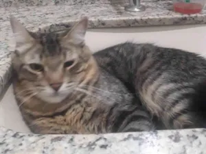 Gato raça SRD-ViraLata idade 5 anos nome Huguinho