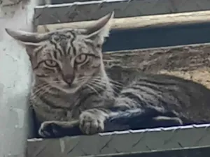 Gato raça SRD-ViraLata idade 1 ano nome Bel e Bela