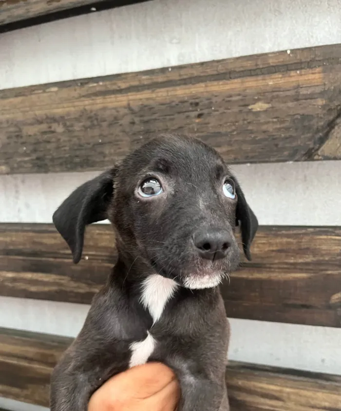 Cachorro ra a SRD-ViraLata idade Abaixo de 2 meses nome Tommy