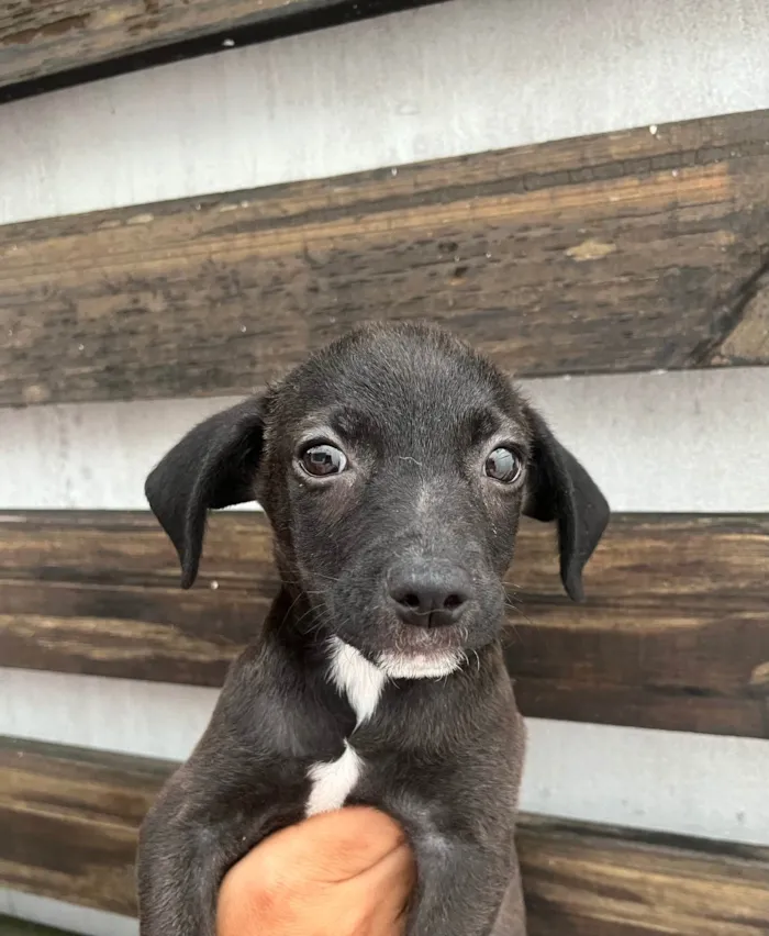 Cachorro ra a SRD-ViraLata idade Abaixo de 2 meses nome Tommy