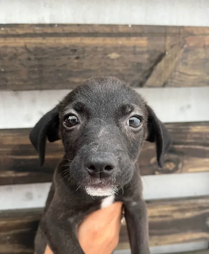 Cachorro ra a SRD-ViraLata idade Abaixo de 2 meses nome Tommy