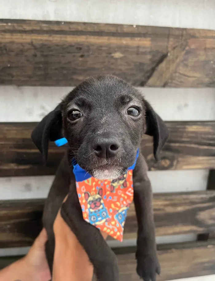 Cachorro ra a SRD-ViraLata idade Abaixo de 2 meses nome Tommy