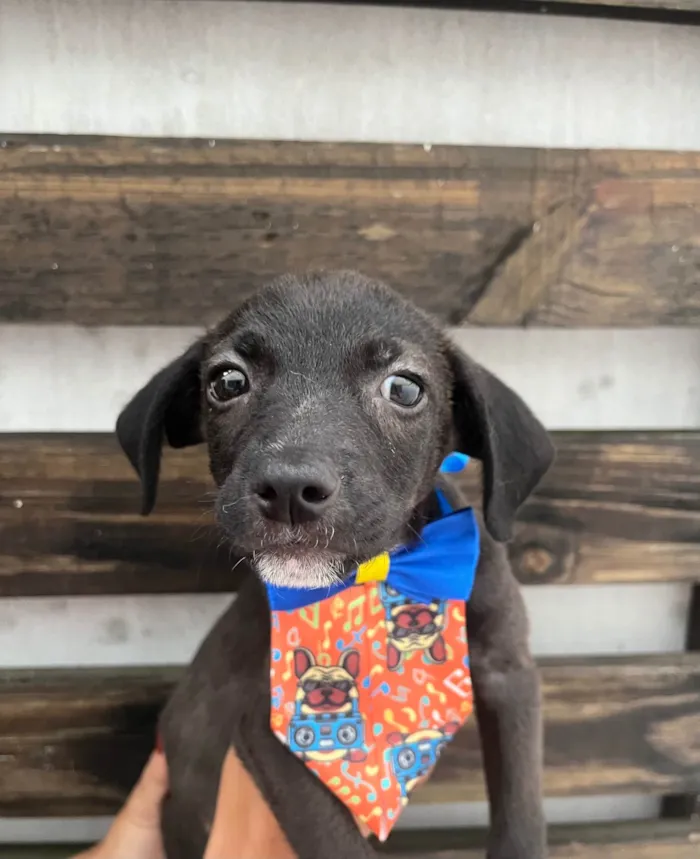 Cachorro ra a SRD-ViraLata idade Abaixo de 2 meses nome Tommy