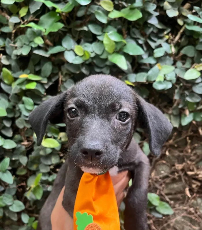 Cachorro ra a SRD-ViraLata idade Abaixo de 2 meses nome Tommy