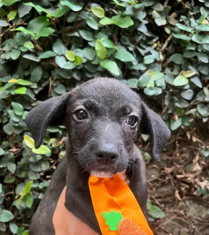 Cachorro ra a SRD-ViraLata idade Abaixo de 2 meses nome Tommy