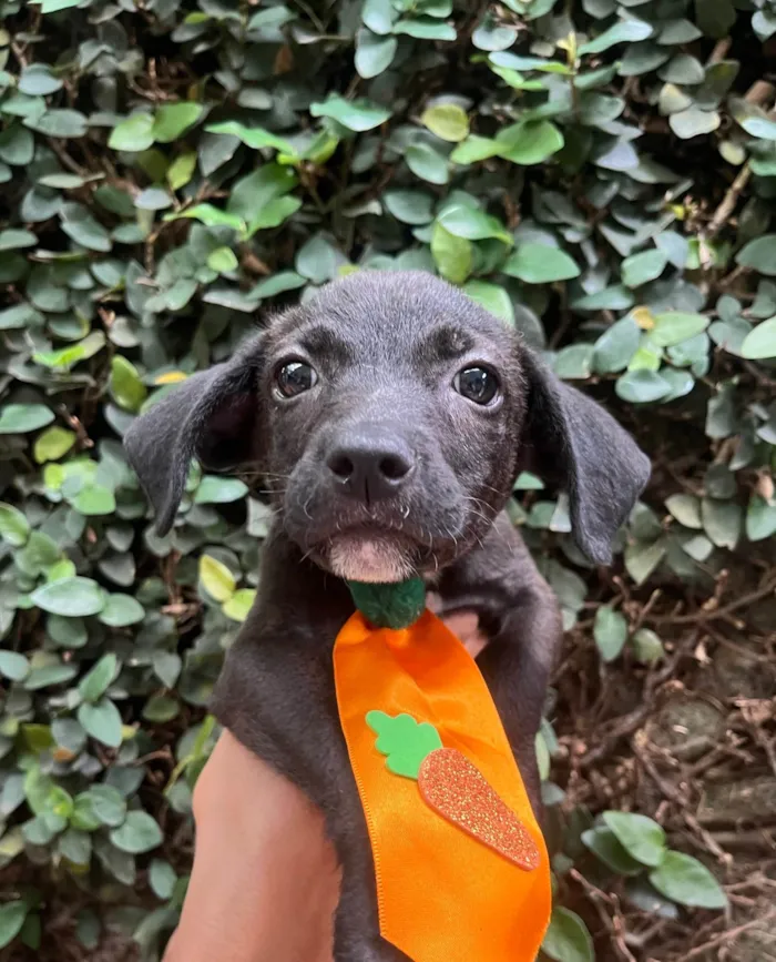 Cachorro ra a SRD-ViraLata idade Abaixo de 2 meses nome Tommy