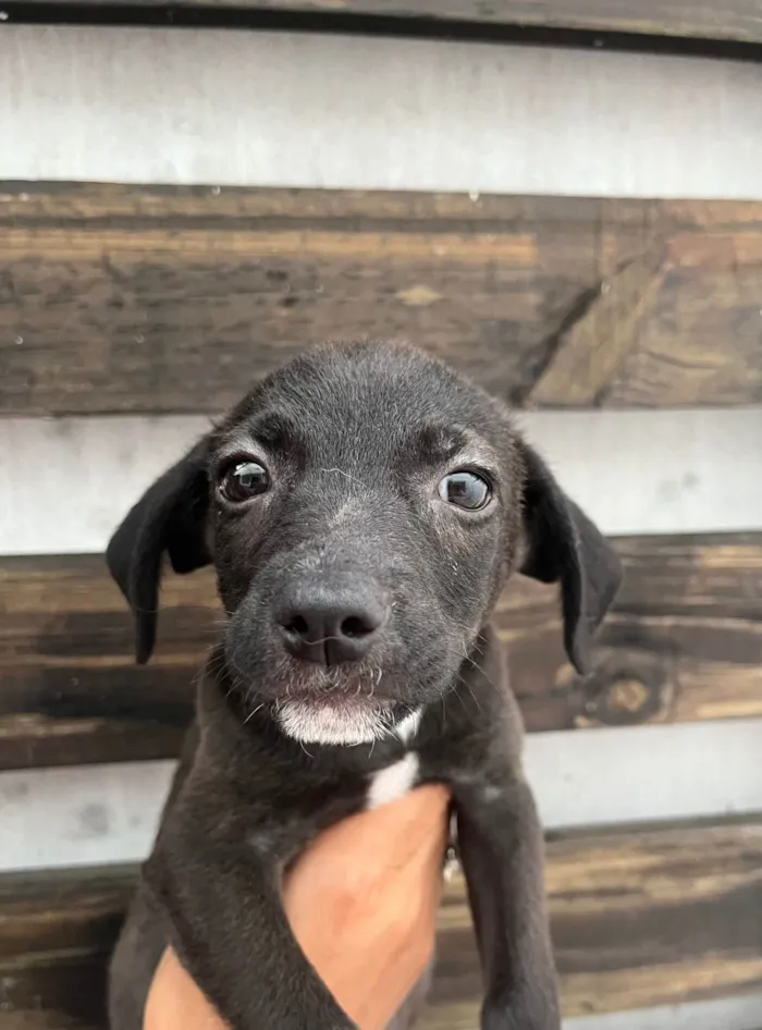 Cachorro ra a SRD-ViraLata idade Abaixo de 2 meses nome Tommy