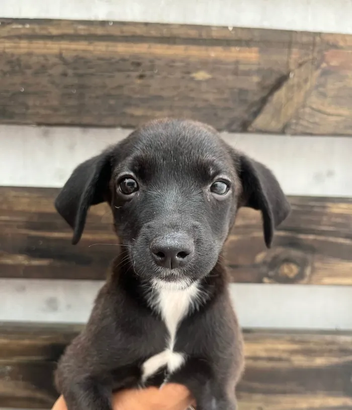 Cachorro ra a SRD-ViraLata idade Abaixo de 2 meses nome Angelina