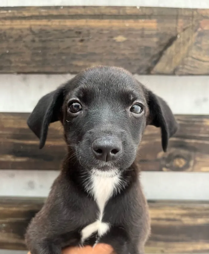 Cachorro ra a SRD-ViraLata idade Abaixo de 2 meses nome Angelina