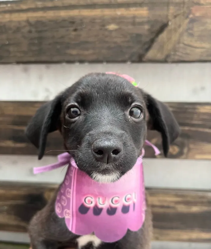 Cachorro ra a SRD-ViraLata idade Abaixo de 2 meses nome Angelina