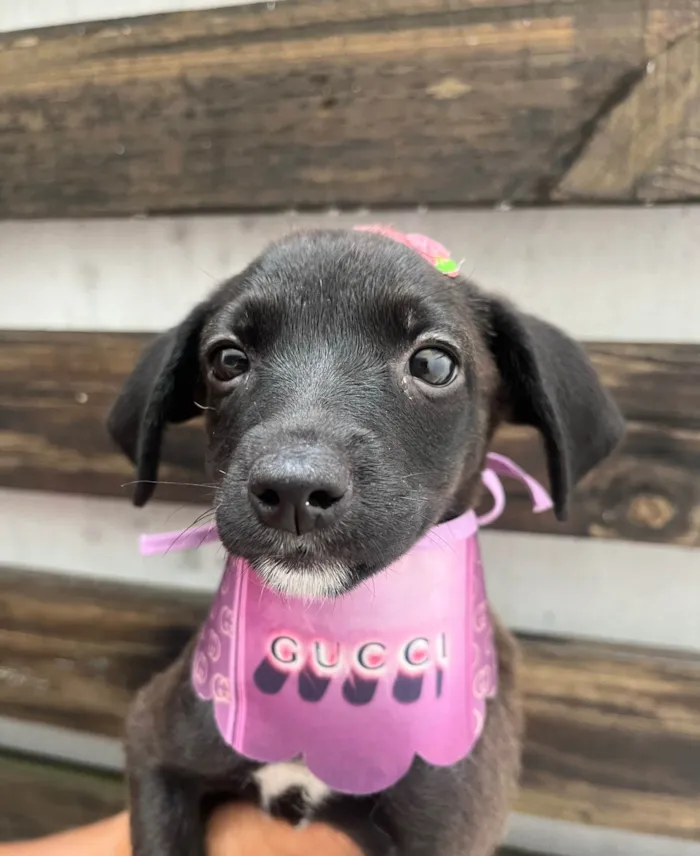 Cachorro ra a SRD-ViraLata idade Abaixo de 2 meses nome Angelina