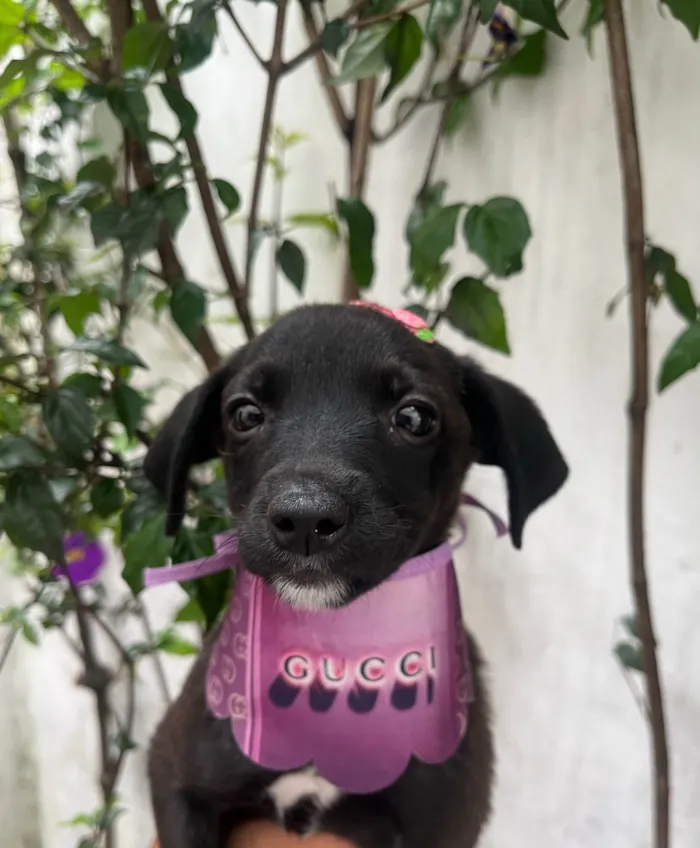 Cachorro ra a SRD-ViraLata idade Abaixo de 2 meses nome Angelina