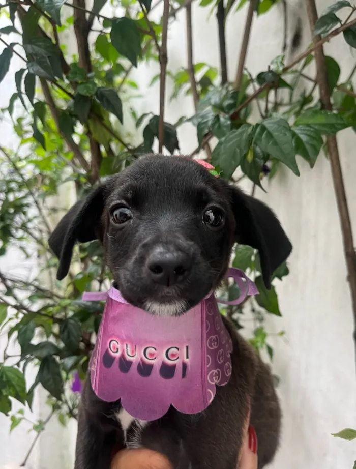 Cachorro ra a SRD-ViraLata idade Abaixo de 2 meses nome Angelina