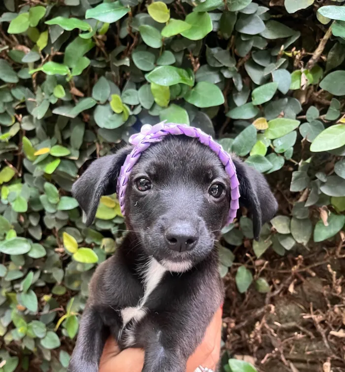 Cachorro ra a SRD-ViraLata idade Abaixo de 2 meses nome Angelina