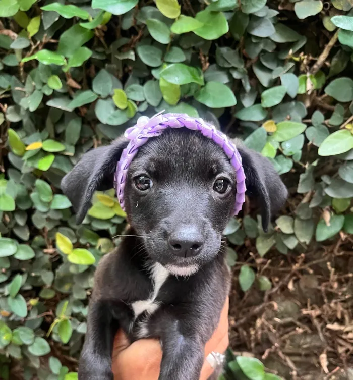 Cachorro ra a SRD-ViraLata idade Abaixo de 2 meses nome Angelina