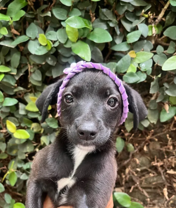 Cachorro ra a SRD-ViraLata idade Abaixo de 2 meses nome Angelina