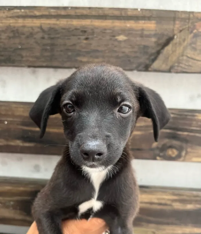 Cachorro ra a SRD-ViraLata idade Abaixo de 2 meses nome Angelina