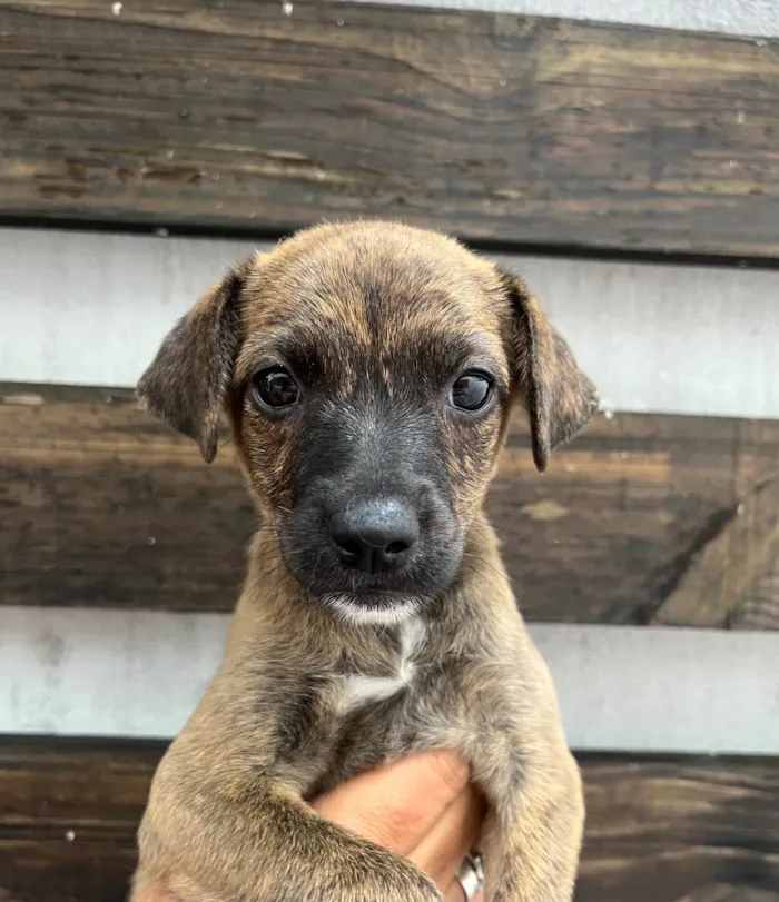 Cachorro ra a SRD-ViraLata idade Abaixo de 2 meses nome Anne