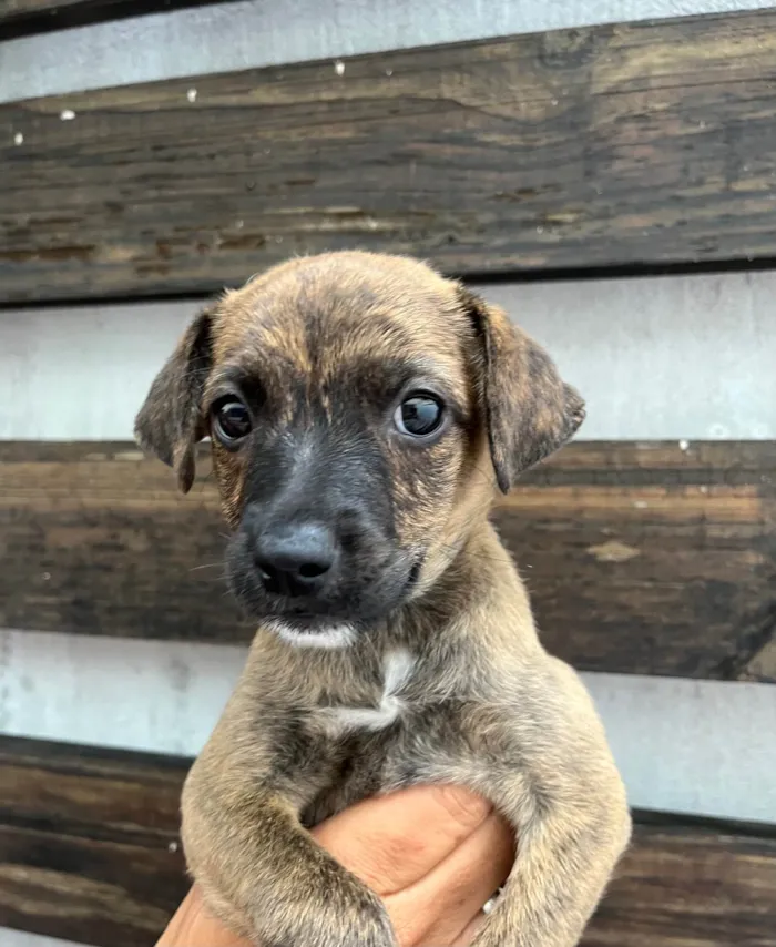 Cachorro ra a SRD-ViraLata idade Abaixo de 2 meses nome Anne