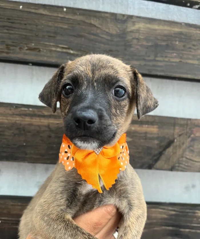 Cachorro ra a SRD-ViraLata idade Abaixo de 2 meses nome Anne