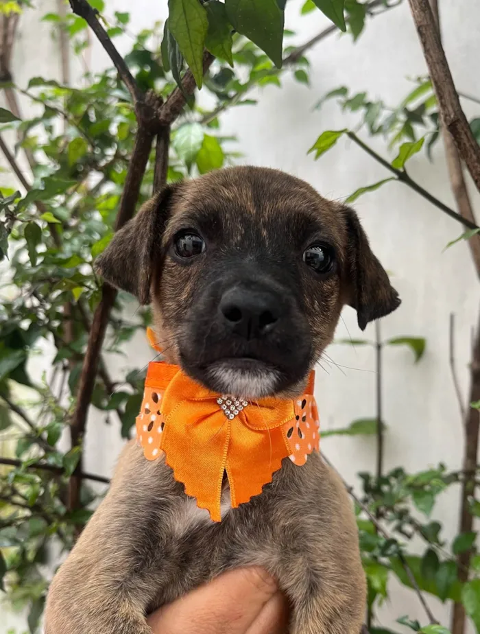 Cachorro ra a SRD-ViraLata idade Abaixo de 2 meses nome Anne