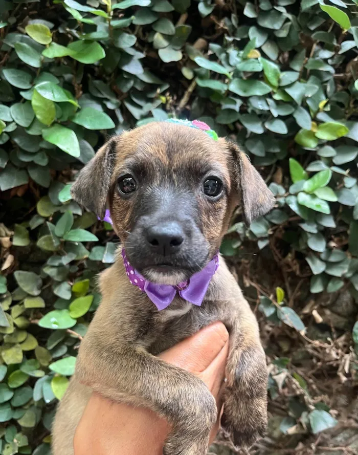 Cachorro ra a SRD-ViraLata idade Abaixo de 2 meses nome Anne