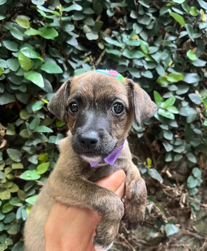 Cachorro ra a SRD-ViraLata idade Abaixo de 2 meses nome Anne